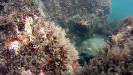 Apneia, navegados, navegando nas ondas e ilhas da Praia da Enseada, Ubatuba, SP, Brasil, Marcelo Ambrogi, vida marinha, 4k, ultra HD, (11)