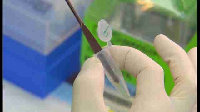 Comienzan las primeras pruebas de una vacuna contra el zika en EE.UU.