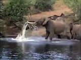 Incredible! Giant Snake VS Elephant