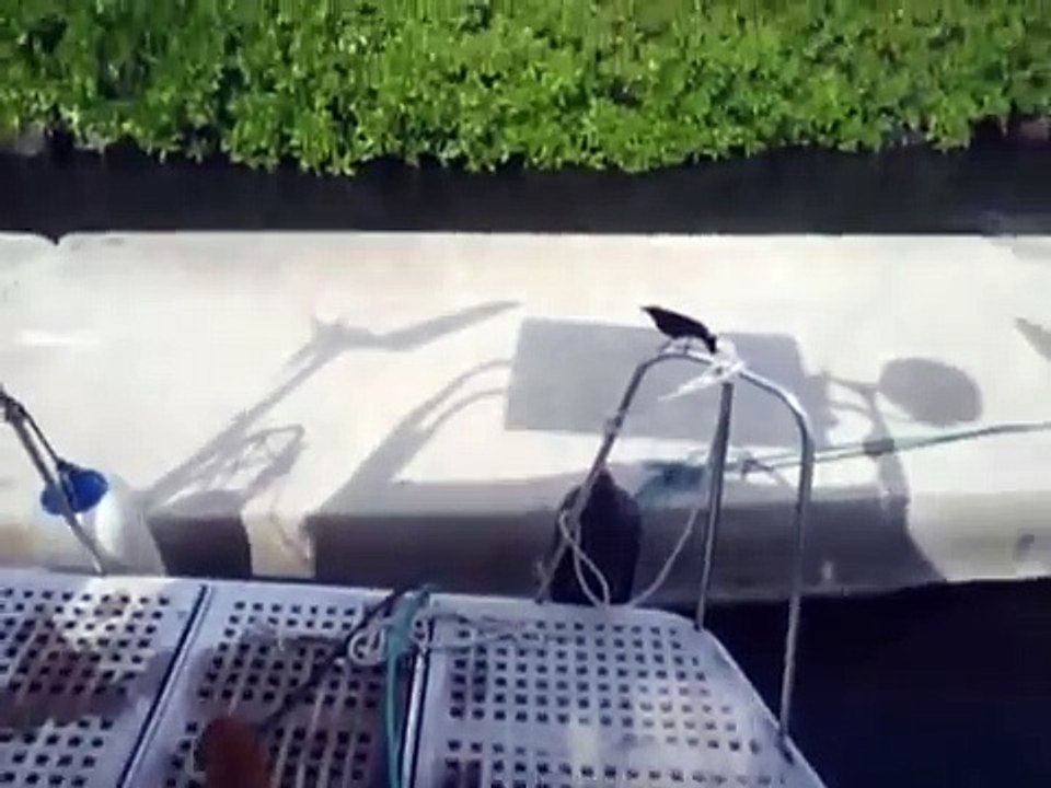 Was will nur der Vogel von mir ....Mitsegeln auf der Privatsegelyacht S.Y.Scorpio für Ihren Traumurlaub in der Karibik