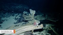 Deep-Sea Crew Spots Massive Whale Carcass And 'Mysterious White Orb'