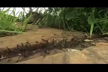 افعى تقتحم مملكة للنمل ... شاهد ماذا كان عقابها !!