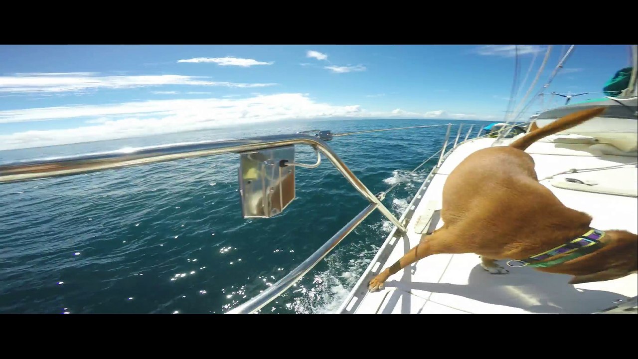 Flipper 1 Mitsegeln auf der Privatsegelyacht S.Y.Scorpio für Ihren Traumurlaub in der Karibik