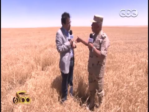 ممكن | شاهد...محصول القمح والشعير ونجاح مشروع المليون ونصف مليون فدان بـ الفرافرة