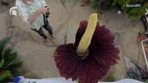 Disgusting Smelling 'Corpse Flowers' Are Blooming All Over the Country