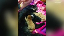 Two Girls Save Helpless Kittens Trapped Under Porch For Five Days