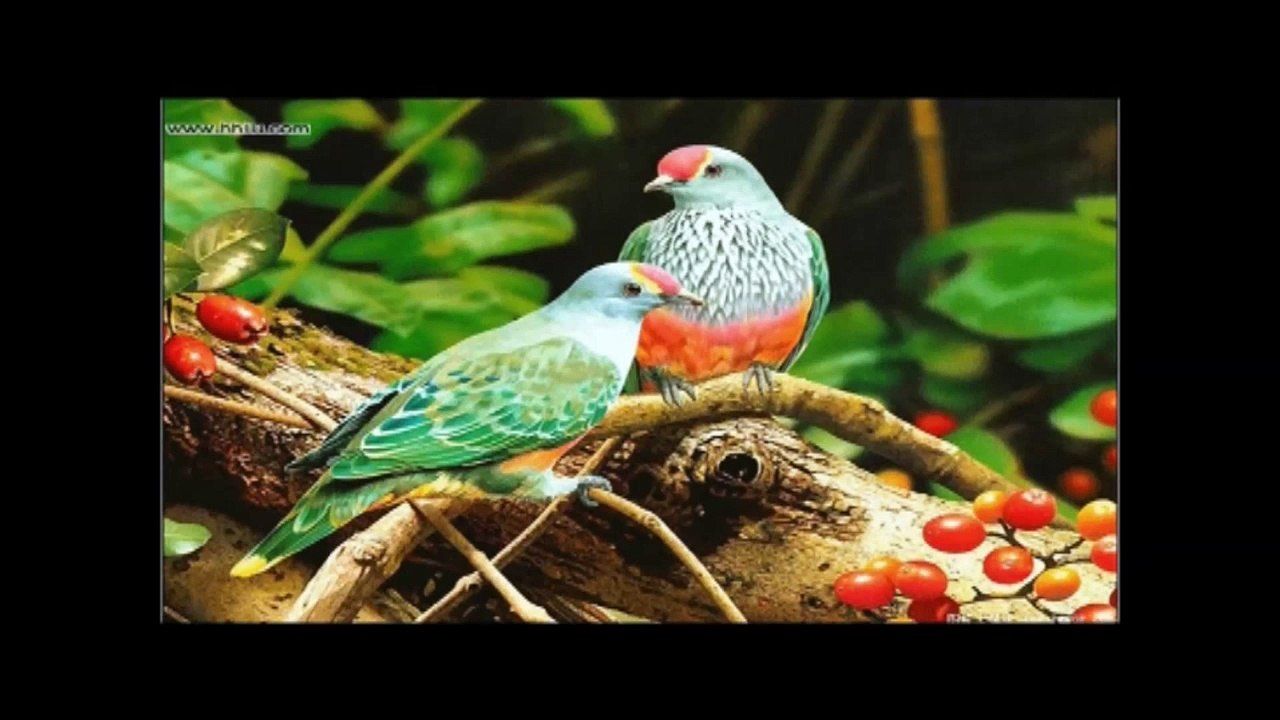 Özcan Deniz Evim Sensin )))