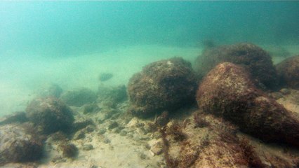 Apneia, navegados, navegando nas ondas e ilhas da Praia da Enseada, Ubatuba, SP, Brasil, Marcelo Ambrogi, vida marinha, 4k, ultra HD, (23)