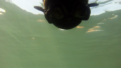 Apneia, navegados, navegando nas ondas e ilhas da Praia da Enseada, Ubatuba, SP, Brasil, Marcelo Ambrogi, vida marinha, 4k, ultra HD, (28)