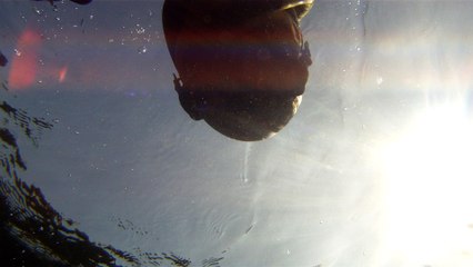 Apneia, navegados, navegando nas ondas e ilhas da Praia da Enseada, Ubatuba, SP, Brasil, Marcelo Ambrogi, vida marinha, 4k, ultra HD, (32)