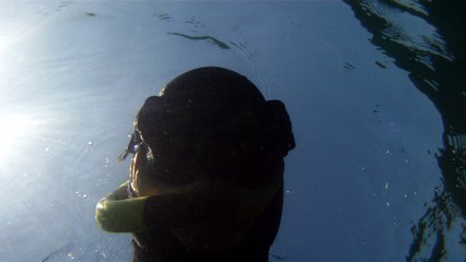 Apneia, navegados, navegando nas ondas e ilhas da Praia da Enseada, Ubatuba, SP, Brasil, Marcelo Ambrogi, vida marinha, 4k, ultra HD, (34)