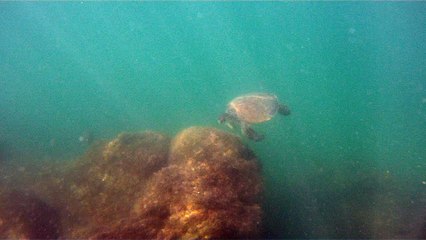Apneia, navegados, navegando nas ondas e ilhas da Praia da Enseada, Ubatuba, SP, Brasil, Marcelo Ambrogi, vida marinha, 4k, ultra HD, (37)