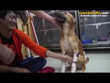 Ön Bacakları Olmayan Köpeğe Protez Yapıp Onu Çok Mutlu Eden Güzel İnsanlar
