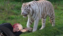 Top 10 Des Attaques Mortelles d'Animaux Sauvages aux Zoo♦Les Plus Dangereux Attaques d'Animaux