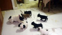 French bulldog playing with his pups !