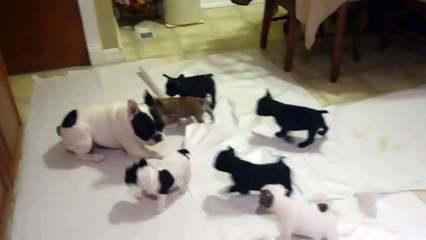 French bulldog playing with his pups !