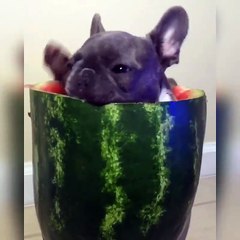 Karpuz kemiren sevimli yavru köpek