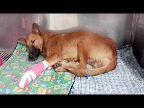 Dog Who Lost Two Front Legs Loves His New Prosthetics