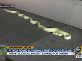 Python found slithering streets of Scottsdale