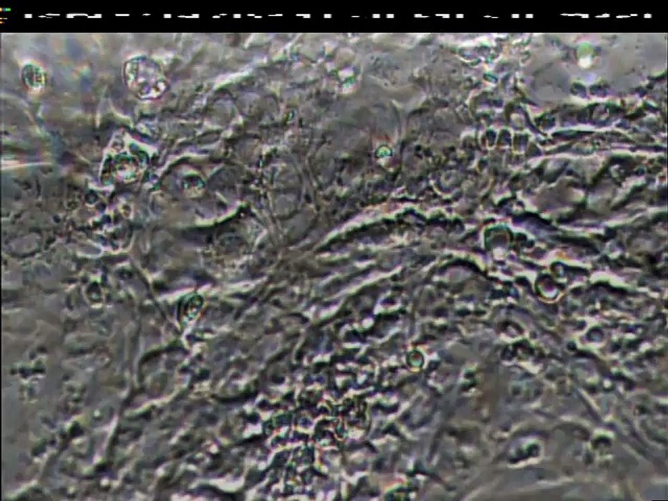 27.07.2016 | Heart Cells experiment in Microgravity
