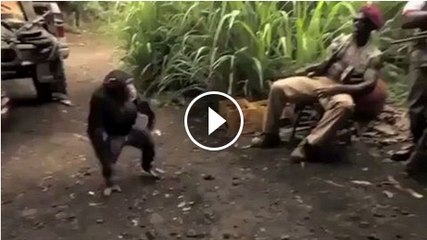 monkey attack at solders