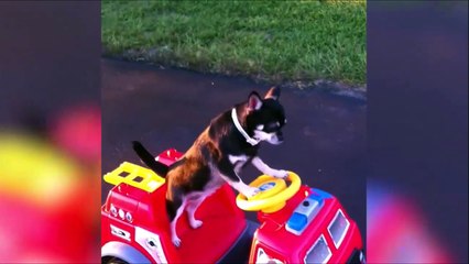 Télécharger la video: Ce chiot apprend à conduire son camion