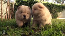 Fluffy Golden Chow Chow Puppies - Puppy Love !