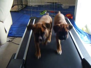 funny boxer puppies !