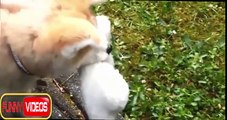 Funny Dog Cute 2015 - 2016    Best Dogs And Puppies Fails Compilation Ever Of All Time !