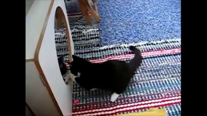 FUNNY PUPPIES VS. FUNNY KITTENS !