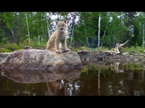 Mèche blanche, les aventures du petit castor- Ext 2