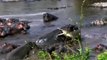 When Animal attacks Compilation 2016  Most Amazing Wild Animal Attacks Hippo Attack