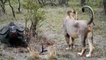 When Animal attacks Compilation 2016  Most Amazing Wild Animal Attacks lion vs buffalo 1