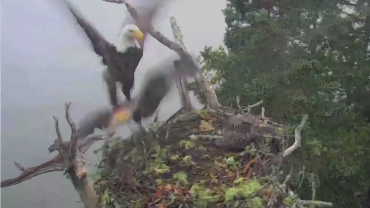 Un Pygargue attaque un nid de rapaces