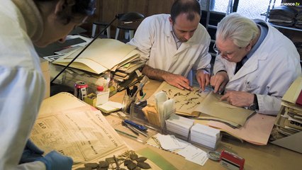 Herbier #33 : Botanique d’hier et d’aujourd’hui