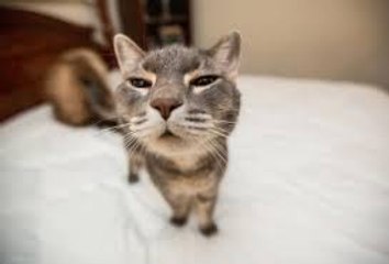 Funny Cats Compilation (Most Popular) Part 2