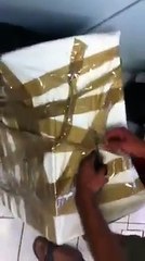 Des chats jetés vivant à la poubelle découverts par des éboueurs