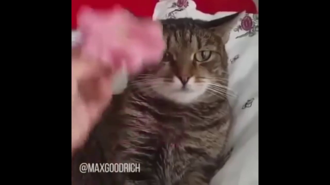 Ce chat découvre les secrets de l'univers et humanité lol