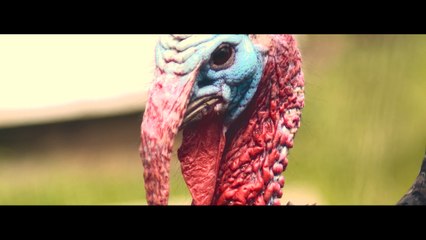 Captain Accident & The Disasters -Restless Man (Official Video)