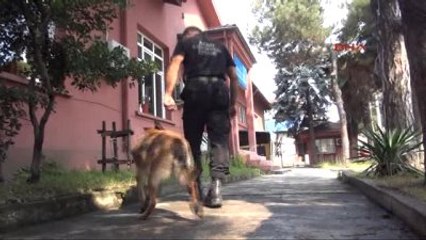 Zonguldak'ta Afad Köpekleri Her An Göreve Hazır