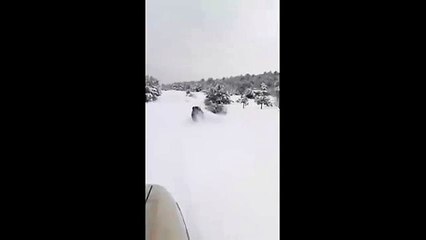 Yaban Domuzuna Nettin İyi Misin Diye Soran Türk