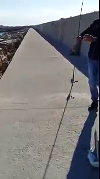 baraküdayı (turna) kapan lüfer -kıyıdan at çek