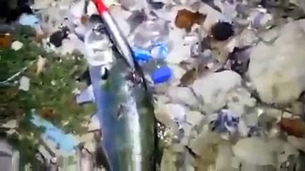 ima sasuke ile lüfer avı bir harika, her atışta takip aldık