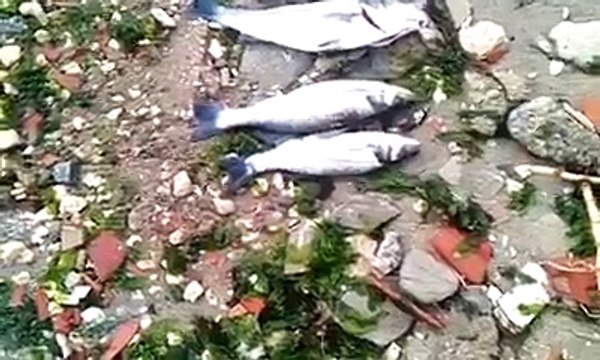 Kıyıdan at çek ile 17 levrek aldım en büyüğü 7 kilo