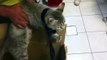 Un chat et ses bébés retrouvés enfermés dans un carton - Suite
