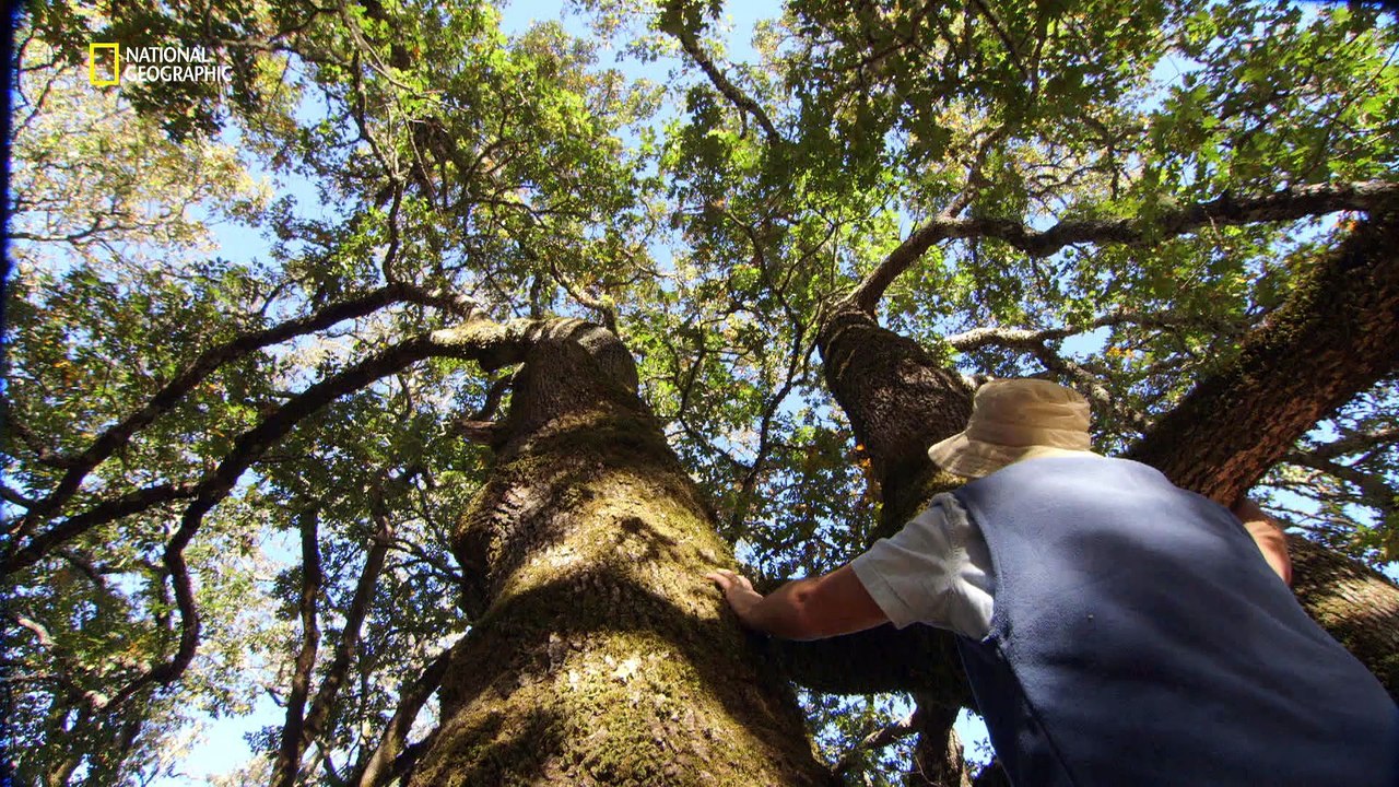 Le bain de forêt pour une meilleure santé
