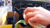 Cute Baby Goats - A Cute And Funny Baby Goats Compilation    NEW HD