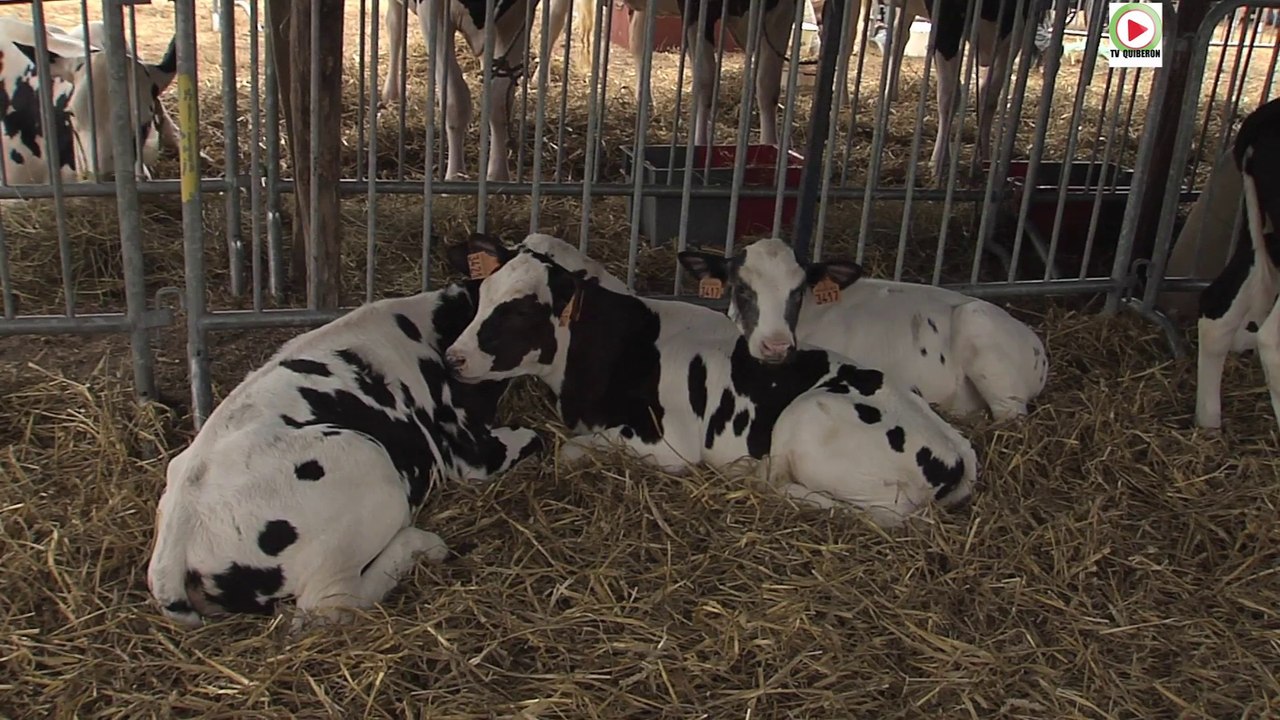 Quiberon  |  Les Vaches du Comice Agricole   |  TV Quiberon 24/7