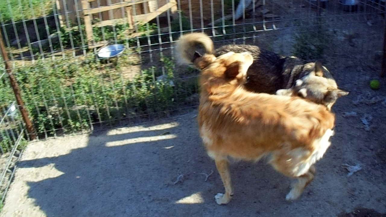 Onesti dogs