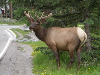 釣りをしていたら野生のシカと遭遇！　Encountering wild Elk while fishing
